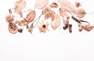 Sarı kuru yapraklar, meşe palamudu, ceviz, çiçekler. sonbahar konsepti