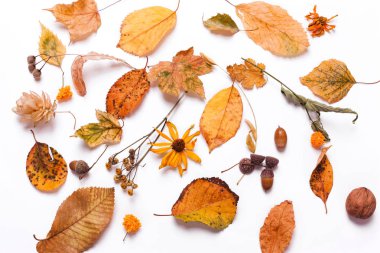 Arka plan yaratıcı sarı kuru yapraklar, meşe palamudu, ceviz, çiçekler