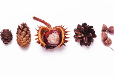 Kestane, kozalak, beyaz arka planda meşe palamudu. Kre