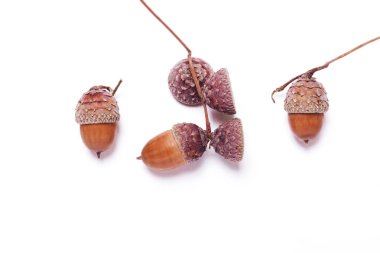 Beyaz arka planda meşe palamutları. Yaratıcı sonbahar konsepti. Pastel co