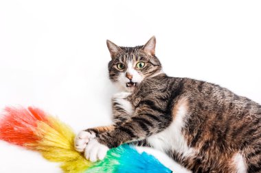 Fırçalı kedi, toz temizleme süpürgesi. Temizlik kavramı