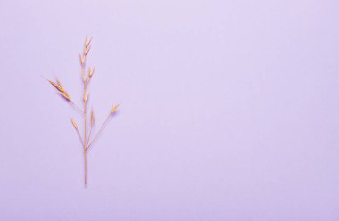 kuru dikenler, mor arka planda çimenler.. 