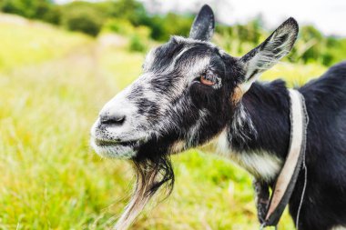 Bir keçinin güzel yakın plan portresi