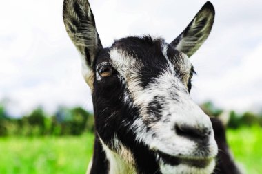 Bir keçinin güzel yakın plan portresi