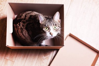  Şirin kedi karton bir kutuda oturur, dışarı bakar.