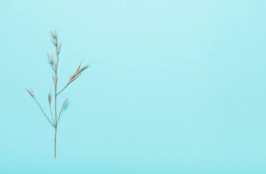  Kuru dikenler, mavi arka planda bitkiler. Üst manzara, düz.