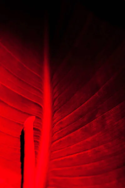 Hoja en luz de neón rojo oscuro. Fondo abstracto de tendencia floral . — Foto de Stock