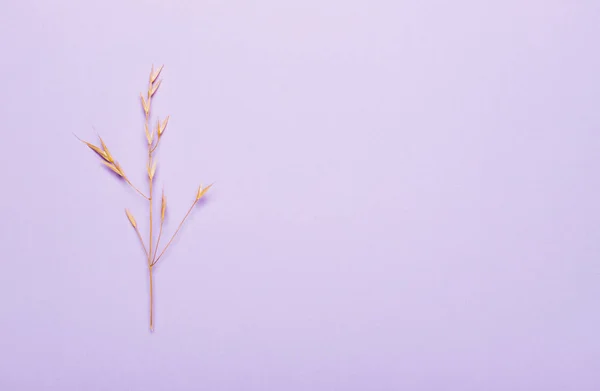 Dry spikelets, grass on purple background. — Stock Photo, Image