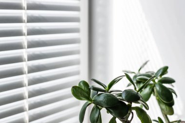 Beyaz bir duvarın ve panjurların arkasında yeşil bir saksı var. minimalist tasarım