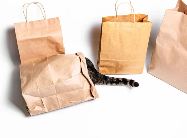 白地に工芸品の袋に入った猫 ショッピングコンセプト 環境保護 廃棄物ゼロ ストック画像