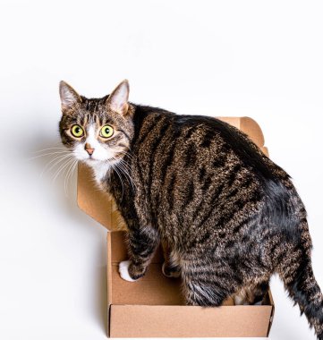 A big cat is sitting in a small cardboard box. The concept of delivery, packaging clipart