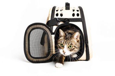 Kedi beyaz arka planda taşınmak için bir çantanın içinde oturur.