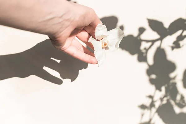 Kobieca Ręka Suchym Białym Kwiatem Cieniem Liści Minimalny Kwiatowy Design — Zdjęcie stockowe