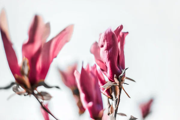 粉红木兰花 软焦点 最低限度的背景 — 图库照片