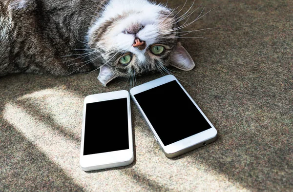 Komik kedi ve iki telefon ekranı, akıllı telefonlar.
