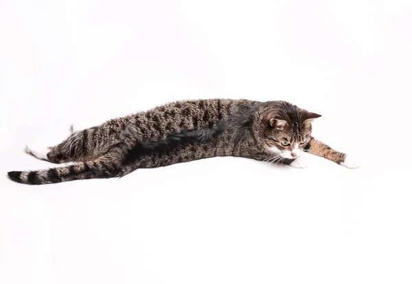 줄무늬 고양이 거짓말 스트레칭 배경에 — 스톡 사진
