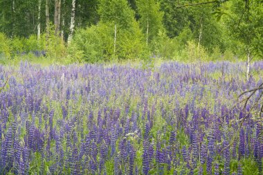 Mor lupines, yaz peyzaj alanı