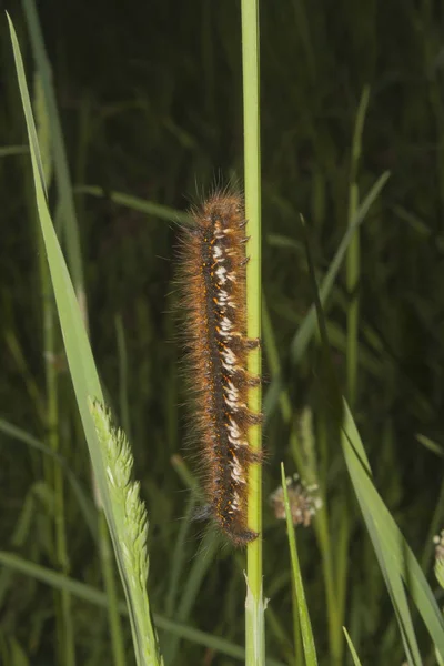 Euproctis Chrysorrhoea Füvön Caterpillar — Stock Fotó