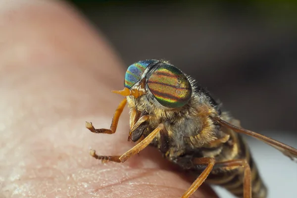 Horsefly Ludzkiej Dłoni — Zdjęcie stockowe