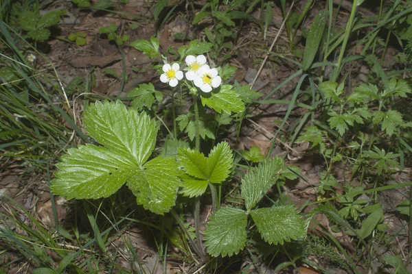 Bush Wild Strawberry White Flowers — Stock Photo, Image