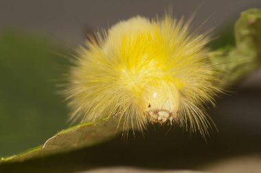 büyük, kıllı tırtıl. Lymantriinae kurt