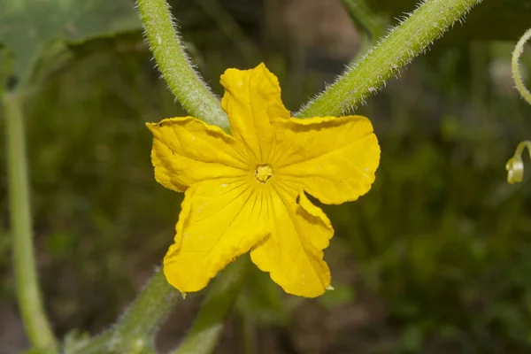 Yellow Flower Cucumber Closeup — Stock Photo, Image