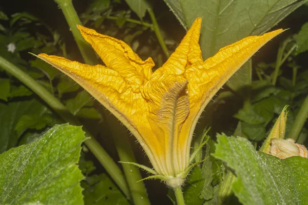 Yellow Flower Vegetable Marrow Closeup — Stock Photo, Image