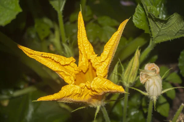 Yellow Flower Vegetable Marrow Closeup — Stock Photo, Image