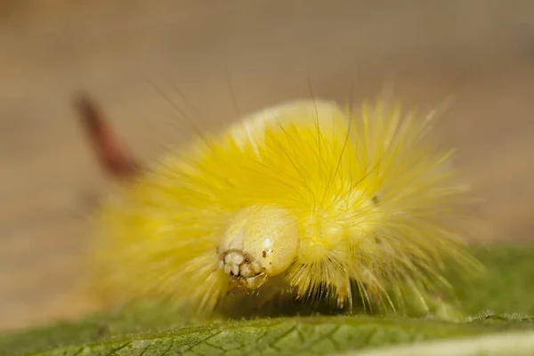 Grosse Chenille Poilue Larve Lymantriinae — Photo