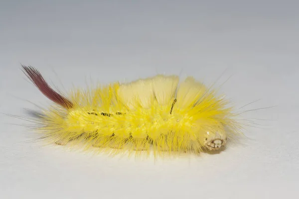 Duże Owłosione Caterpillar Robak Lymantriinae — Zdjęcie stockowe