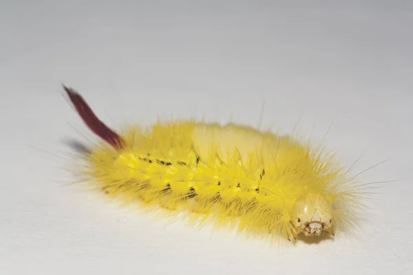 Duże Owłosione Caterpillar Robak Lymantriinae — Zdjęcie stockowe