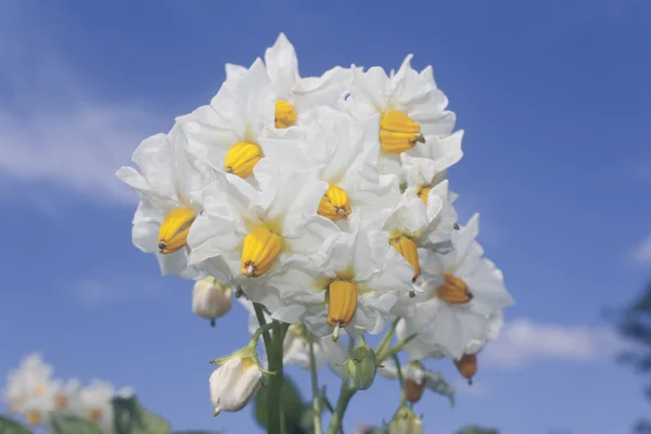 Kwiaty Ziemniaków Przeciw Błękitne Niebo — Zdjęcie stockowe