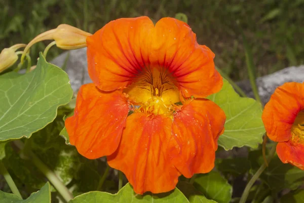 Flower Nasturtium Closeup — Stock Photo, Image