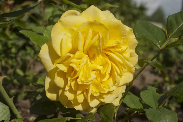 Flower Yellow Rose Closeup — Stock Photo, Image