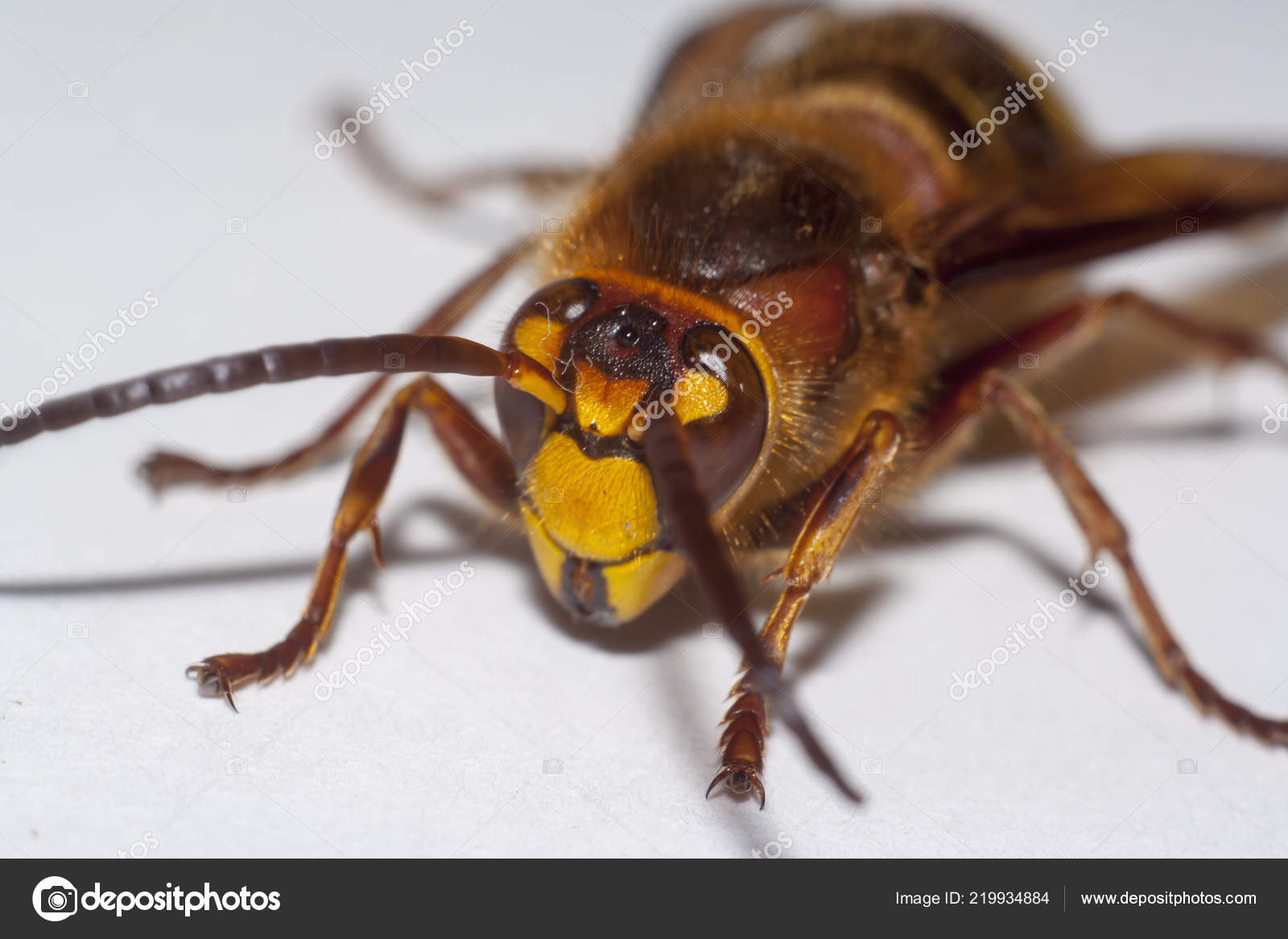 хорнет браузер скачать Remove blueyallerhornet. Click-the-download. Pw (virus removal guide).