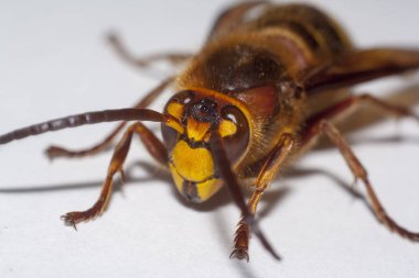 büyük hornet vespa mandarinia beyaz arka plan üzerinde