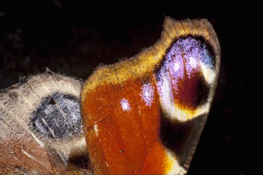 büyük tavuskuşu güve aşırı closeup kanat