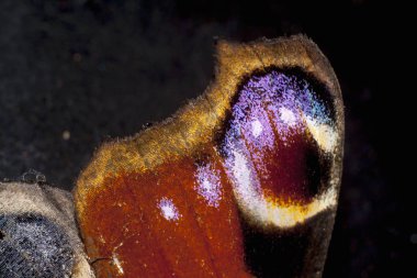 büyük tavuskuşu güve aşırı closeup kanat