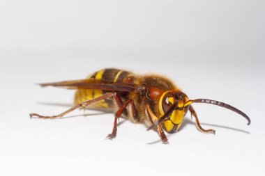 büyük hornet vespa mandarinia beyaz arka plan üzerinde