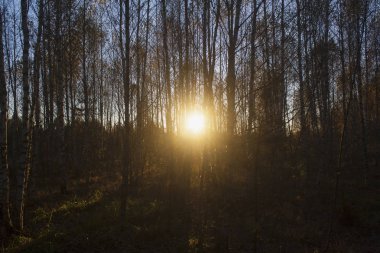Ağaçların dalları ile sayesinde güneş