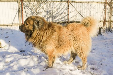 Güneşli bir kış Kafkas çoban