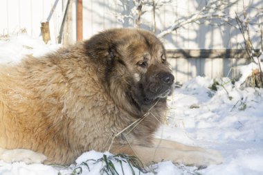 Güneşli bir kış Kafkas çoban