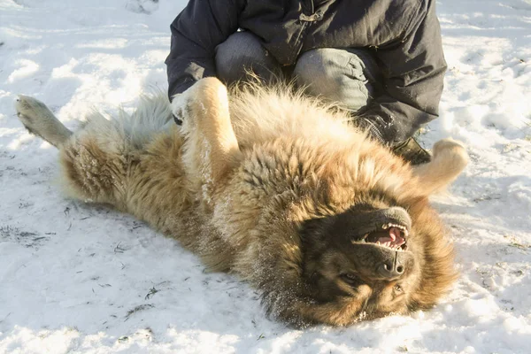 Valkoihoinen Paimenkoira Owtscharka — kuvapankkivalokuva