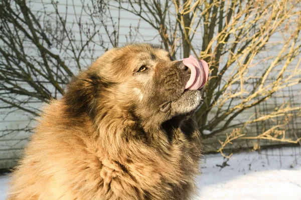 Kaukasische Herder Een Zonnige Winterdag — Stockfoto