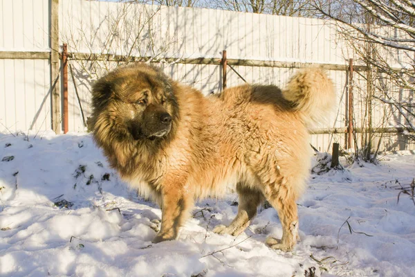 Kaukasische Herder Een Zonnige Winterdag — Stockfoto