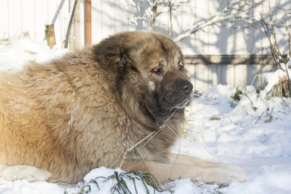 Kaukasische Herder Een Zonnige Winterdag — Stockfoto