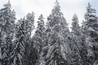 karlı çam dalları