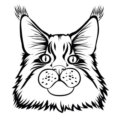 Erkek maine coon kedi meraklı ciddi kulaklarıyla üzerinde güzel fırçalar ile bak. Siyah kontur. Grafik stili. Vektör çizim. İzole.