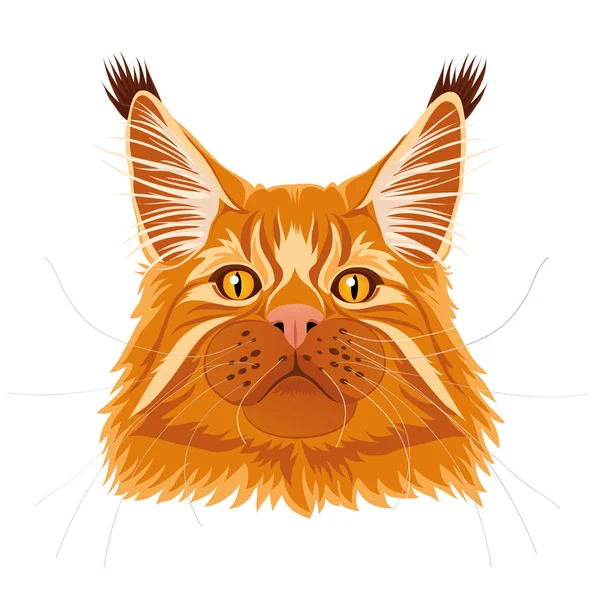 Male Red Solid Maine Coon Cat Beautiful Brushes Ears Curious — Stock Vector