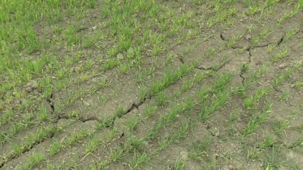 Terrain sec très sec avec blé Triticum aestivum, assèchement du sol fissuré, changement climatique, catastrophe environnementale et fissures de la terre, mort des plantes et des animaux, dégradation — Video